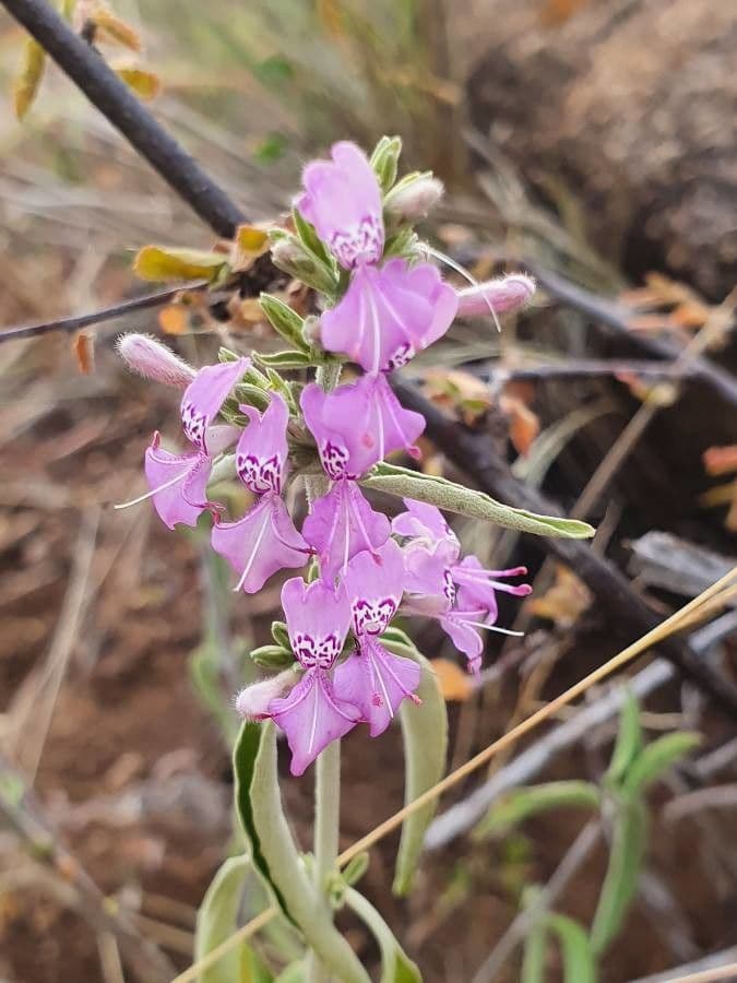 Hypoestes aristata 5