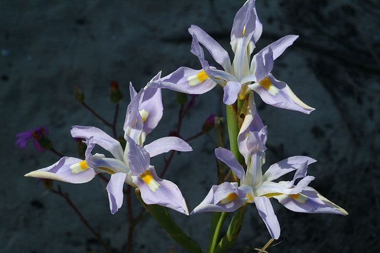 Tulipano blu 2