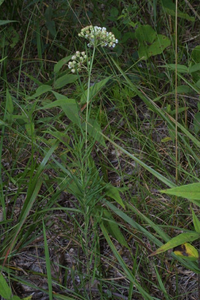 Asclepias verticillata 14