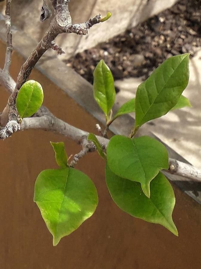 Magnolier 17
