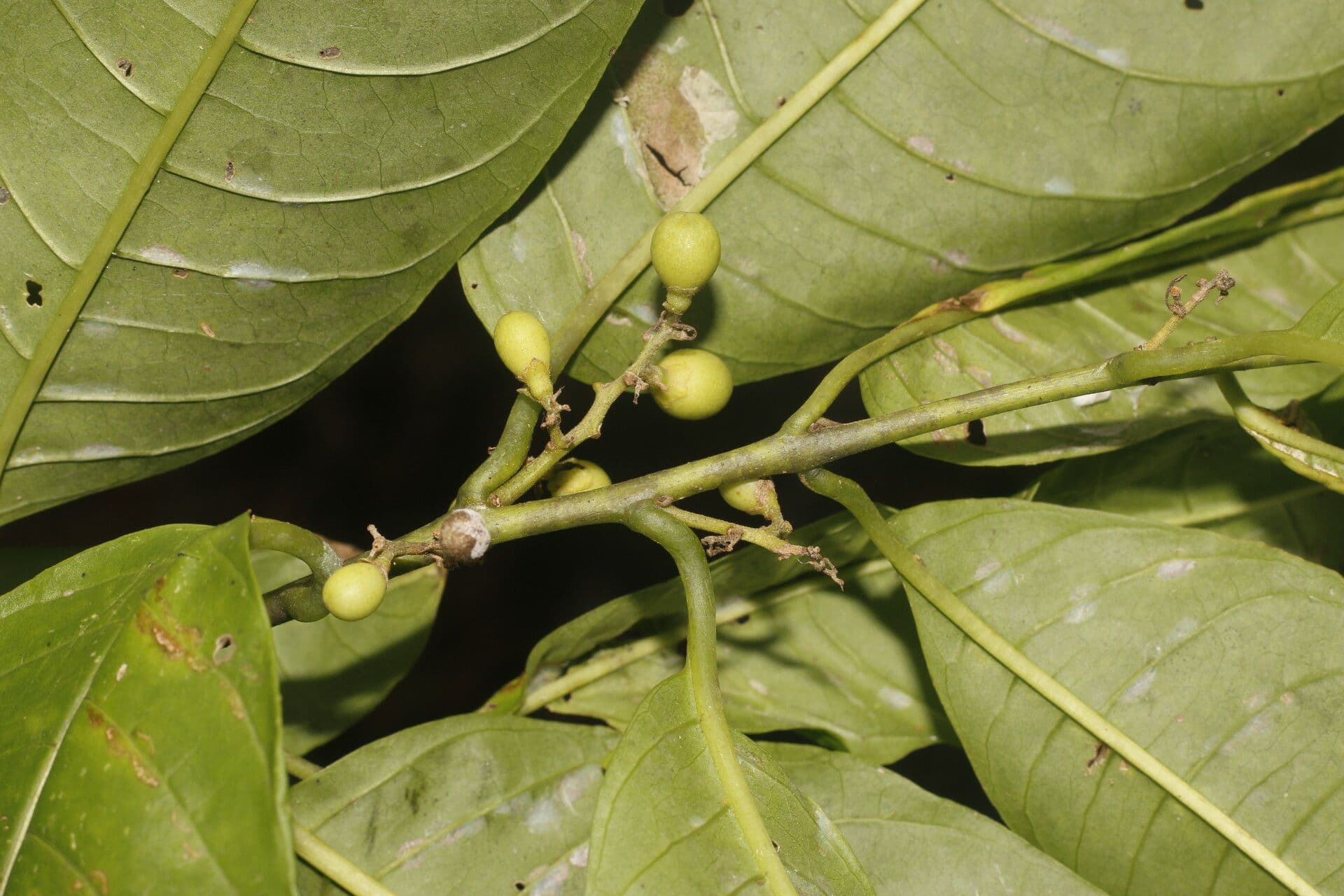 Cestrum strapcovité
