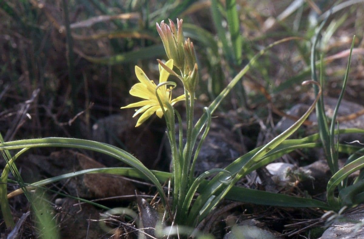 Gagea bohemica 13