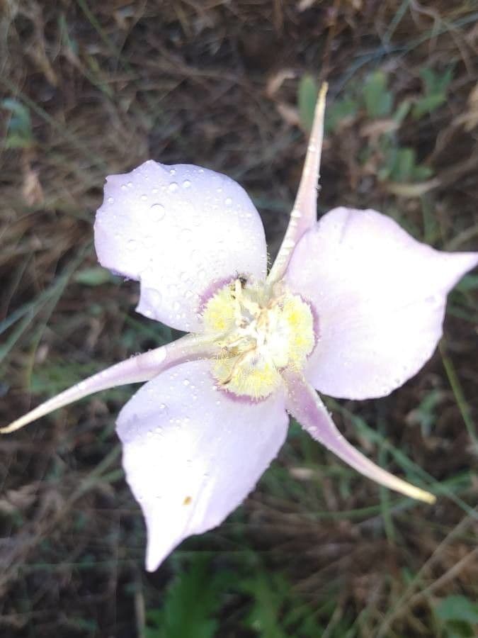 Calochortus macrocarpus 2