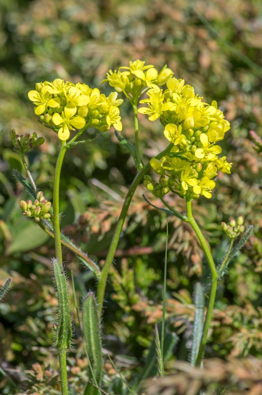 Biscutella arvernensis 6