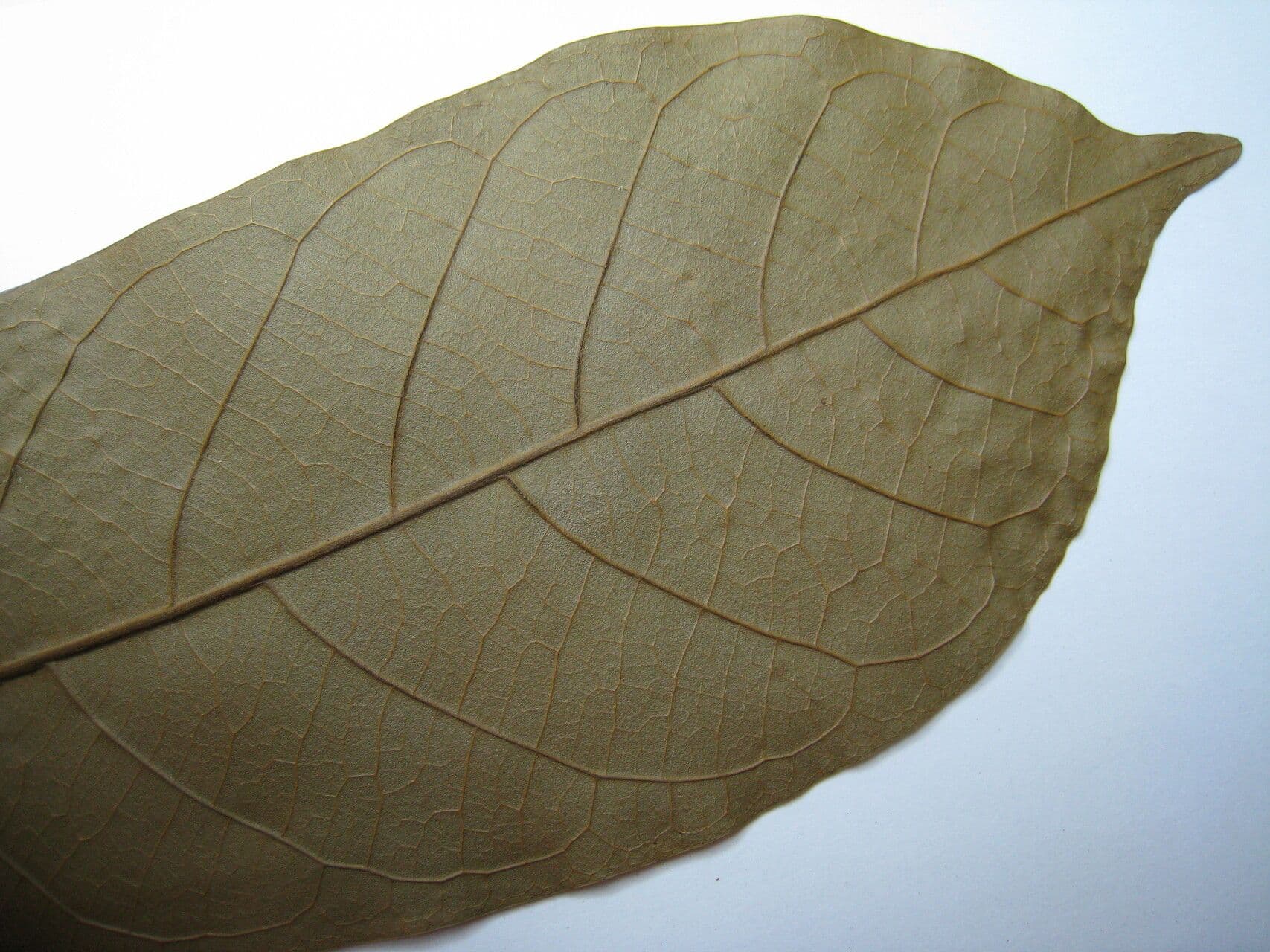 Unonopsis 17