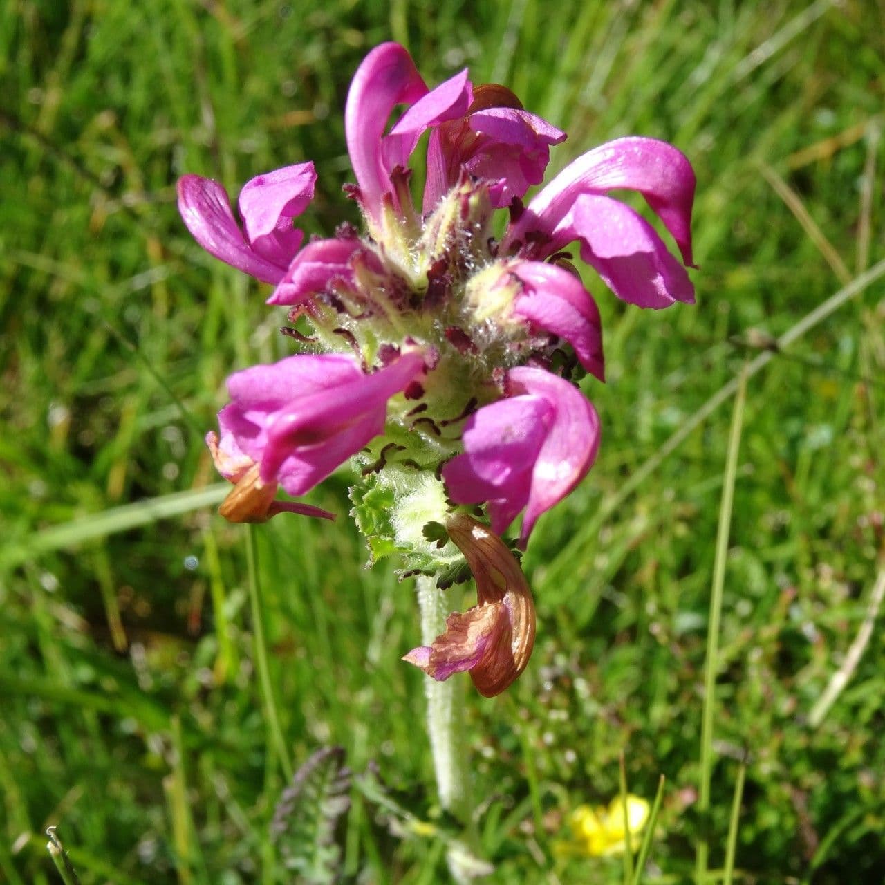 Vrbina pyrenejská 4