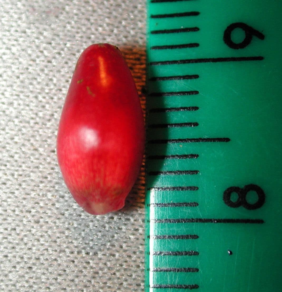 Tlapka 9
