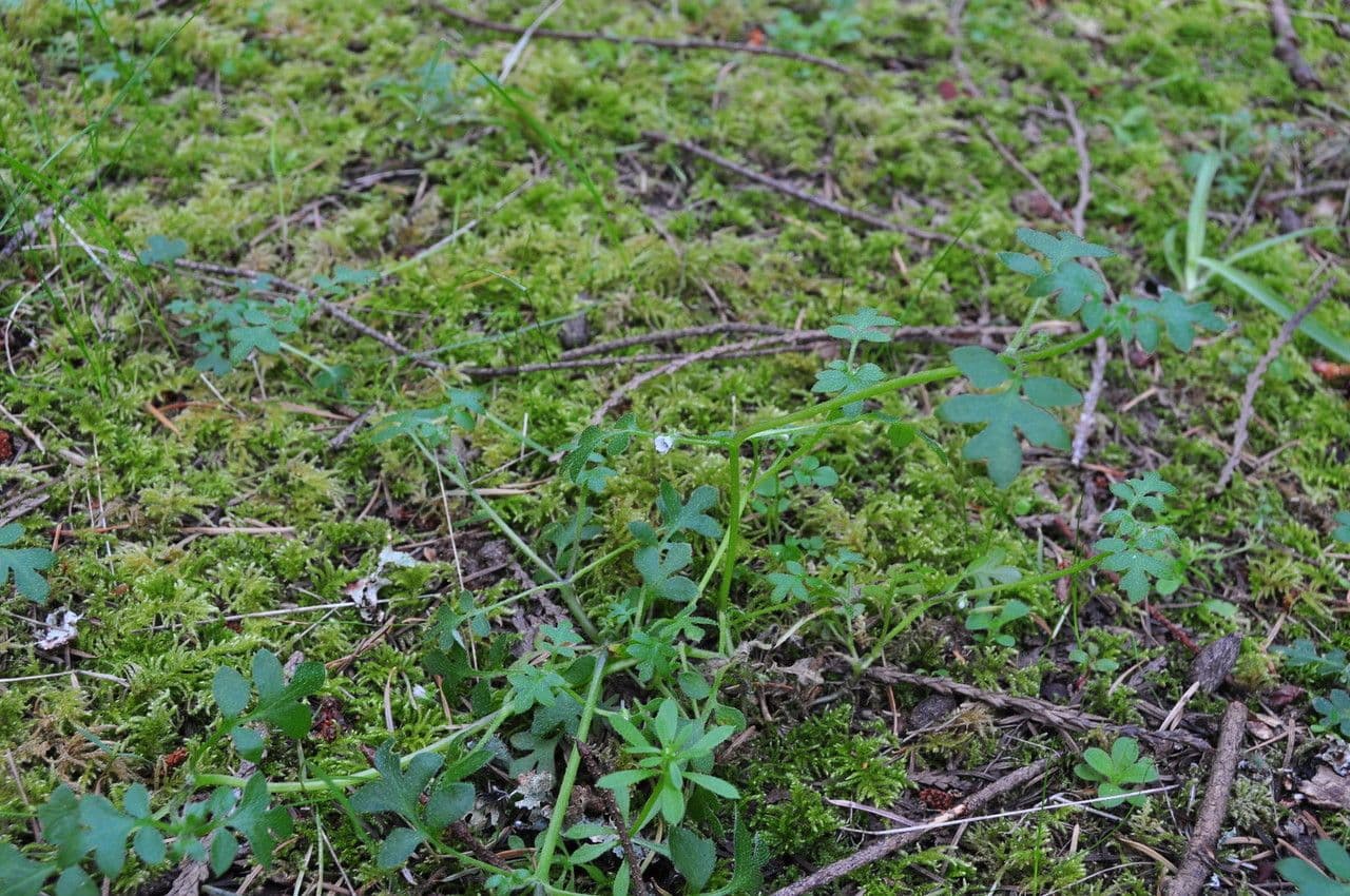 Kleiner Hainschliff 7