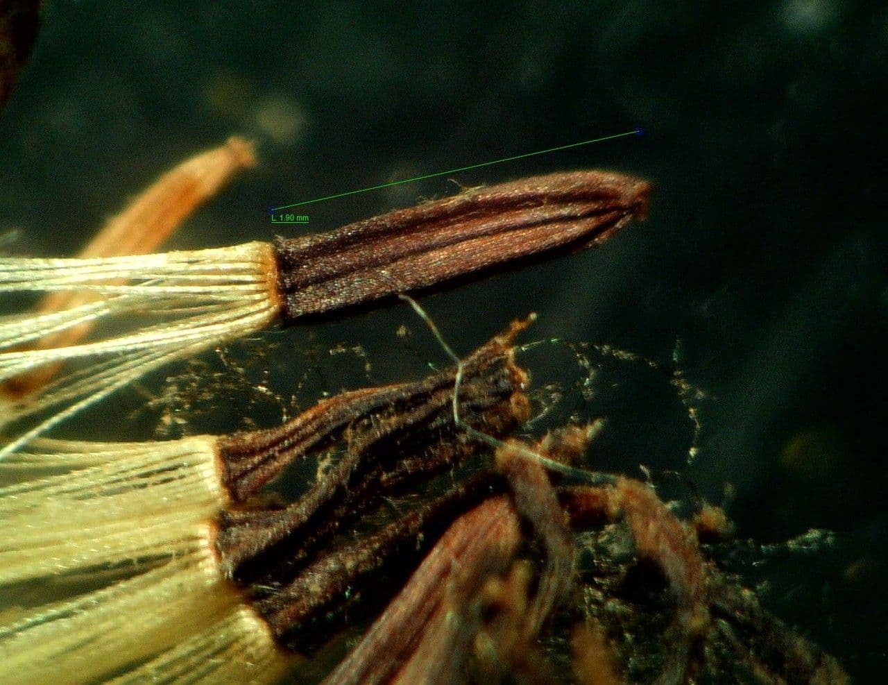 Pelosella 4
