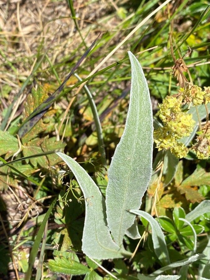 Einköpfige Flockenblume 20