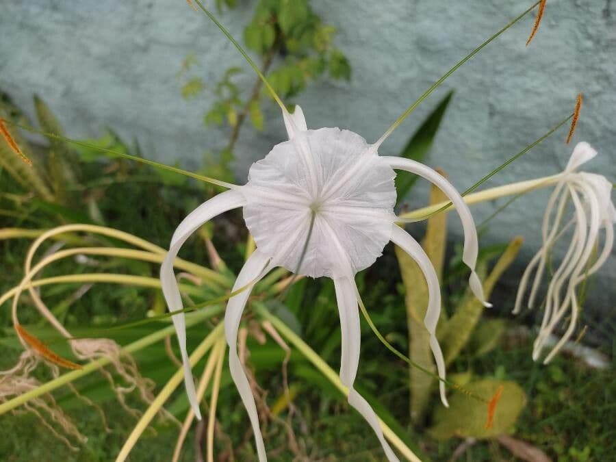 Hymenocallis 2