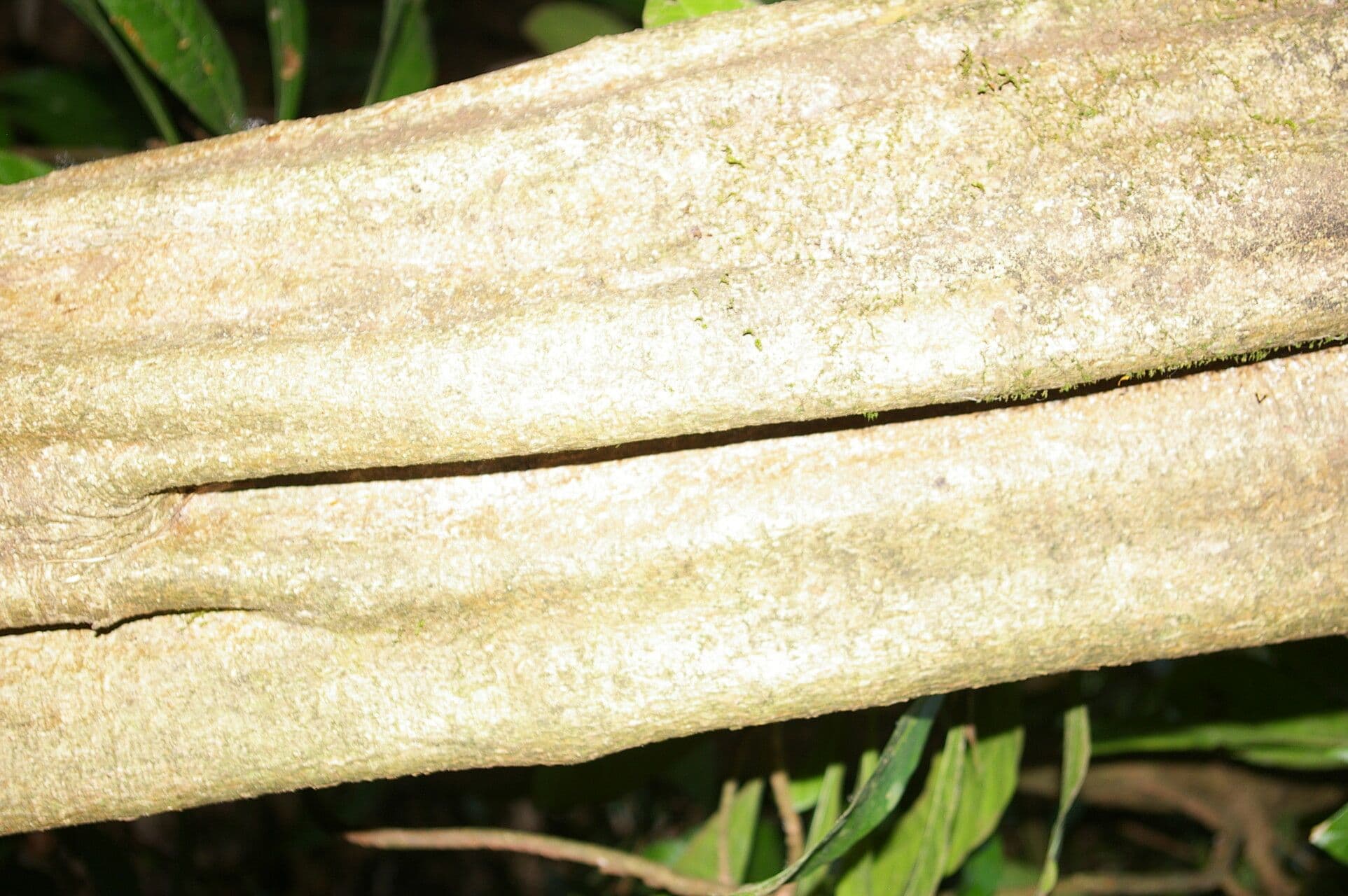 Aspidosperma rigida 7