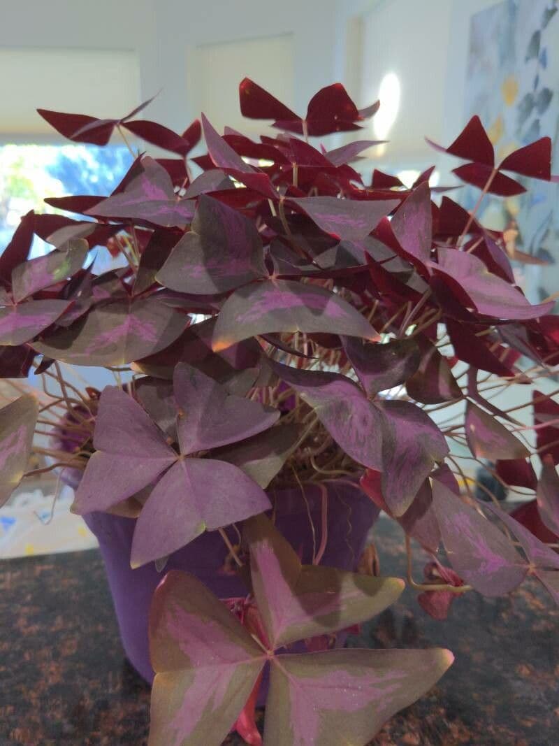 Oxalis pourpre 16
