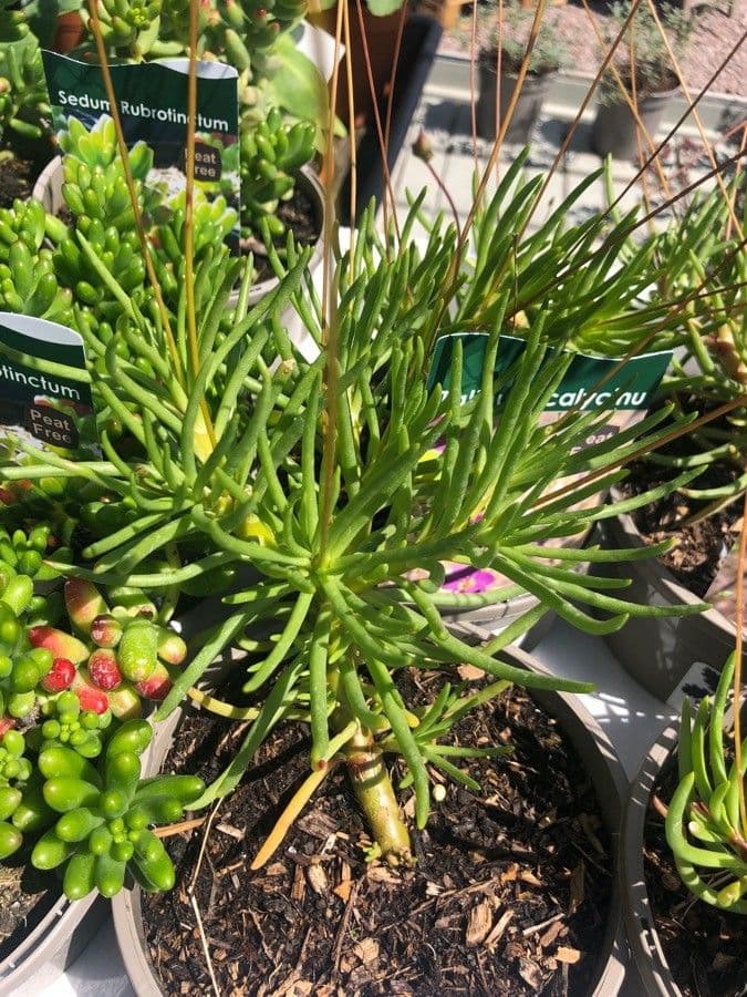 Phemeranthus 2
