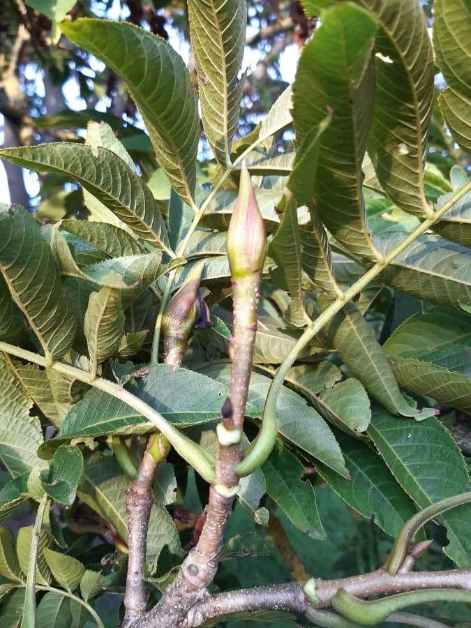 Pterocarya rhoifolia 26