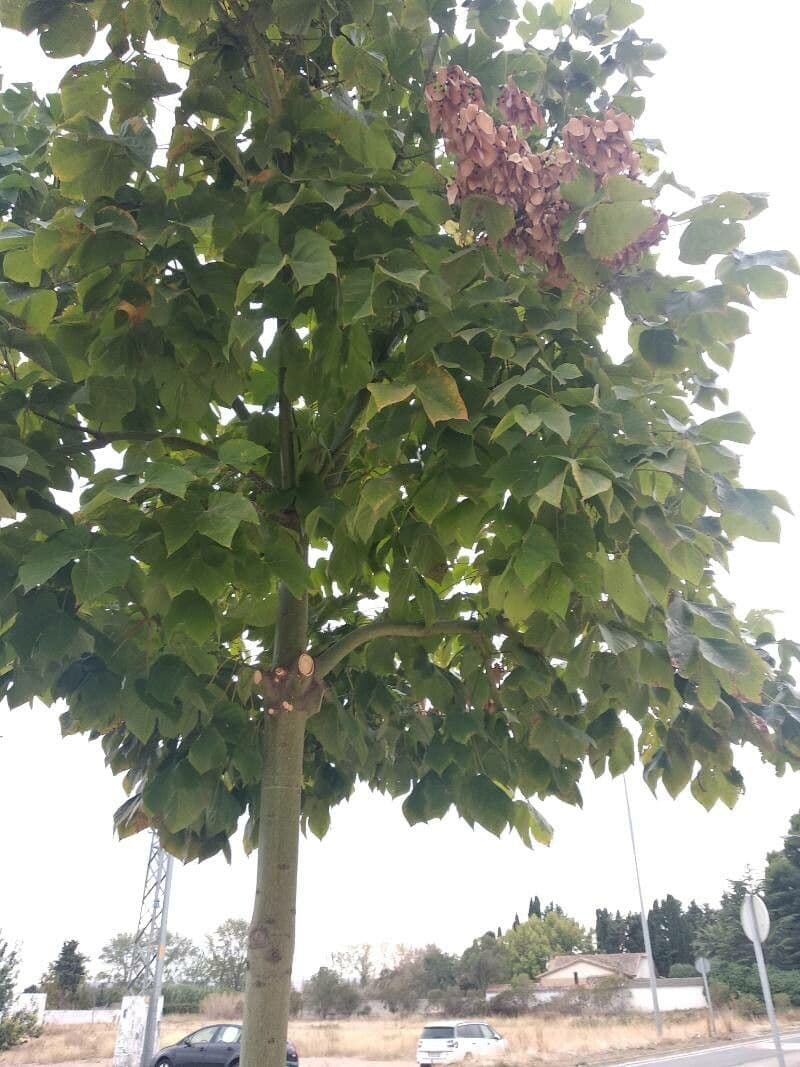Chinesischer Flaschenbaum 12