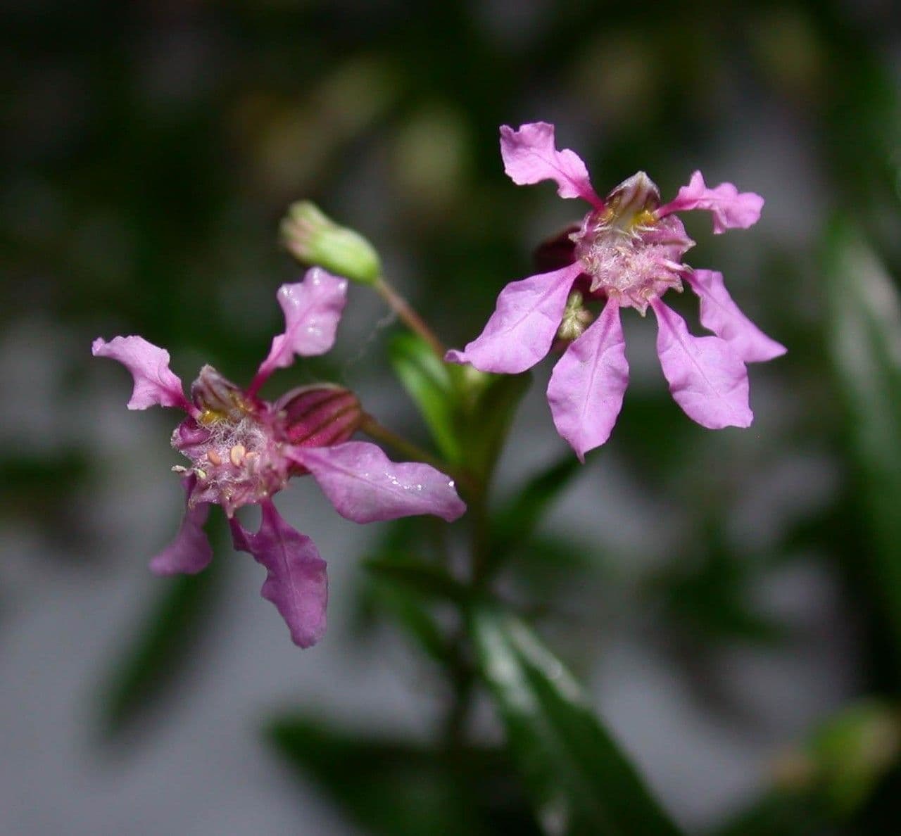Cuphea utriculosa