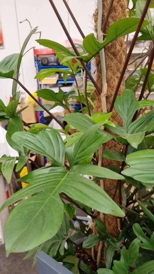 Philodendron 6