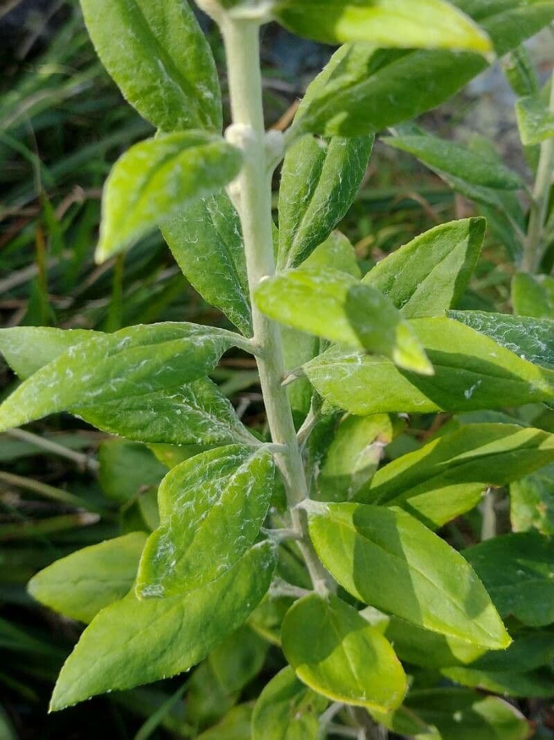 Coronidium 7
