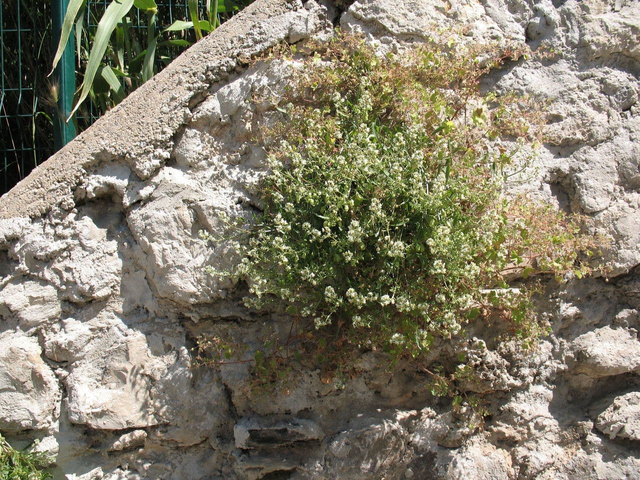 Reseda comune 12