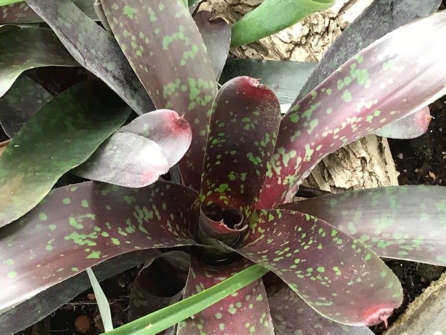 Neoregelia di Lilly