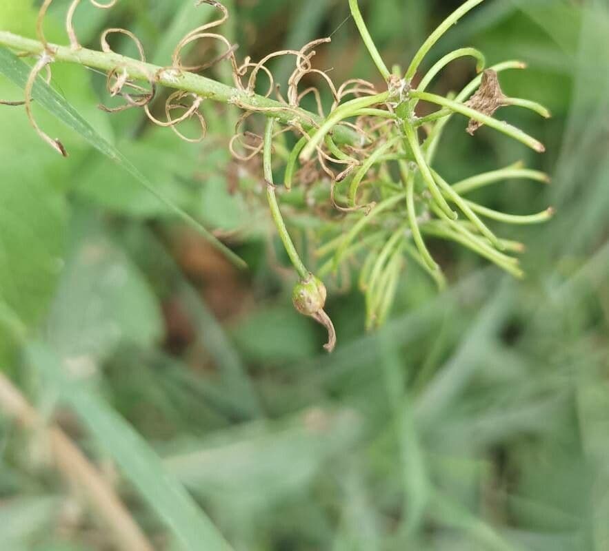 Bulbine arbustiva 3