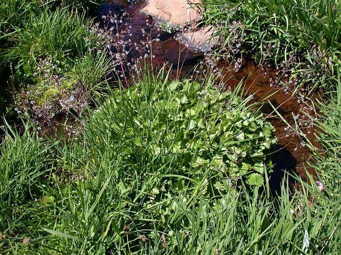 Zahnblättriges Steinbrech 7