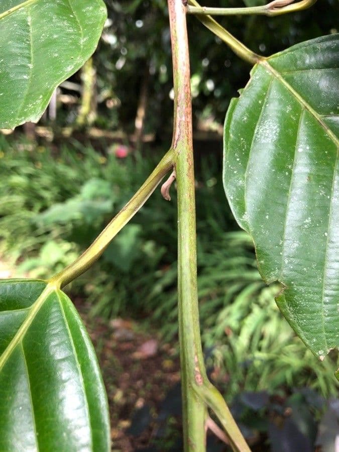 Minquartia guianensis 10