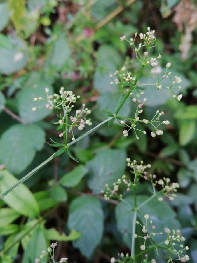 Caglio tirolese 4