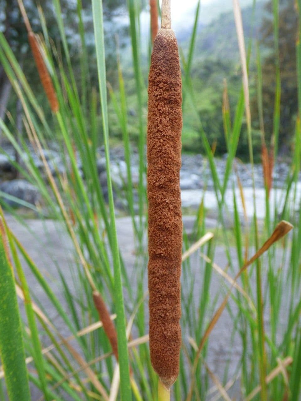 Totora 10