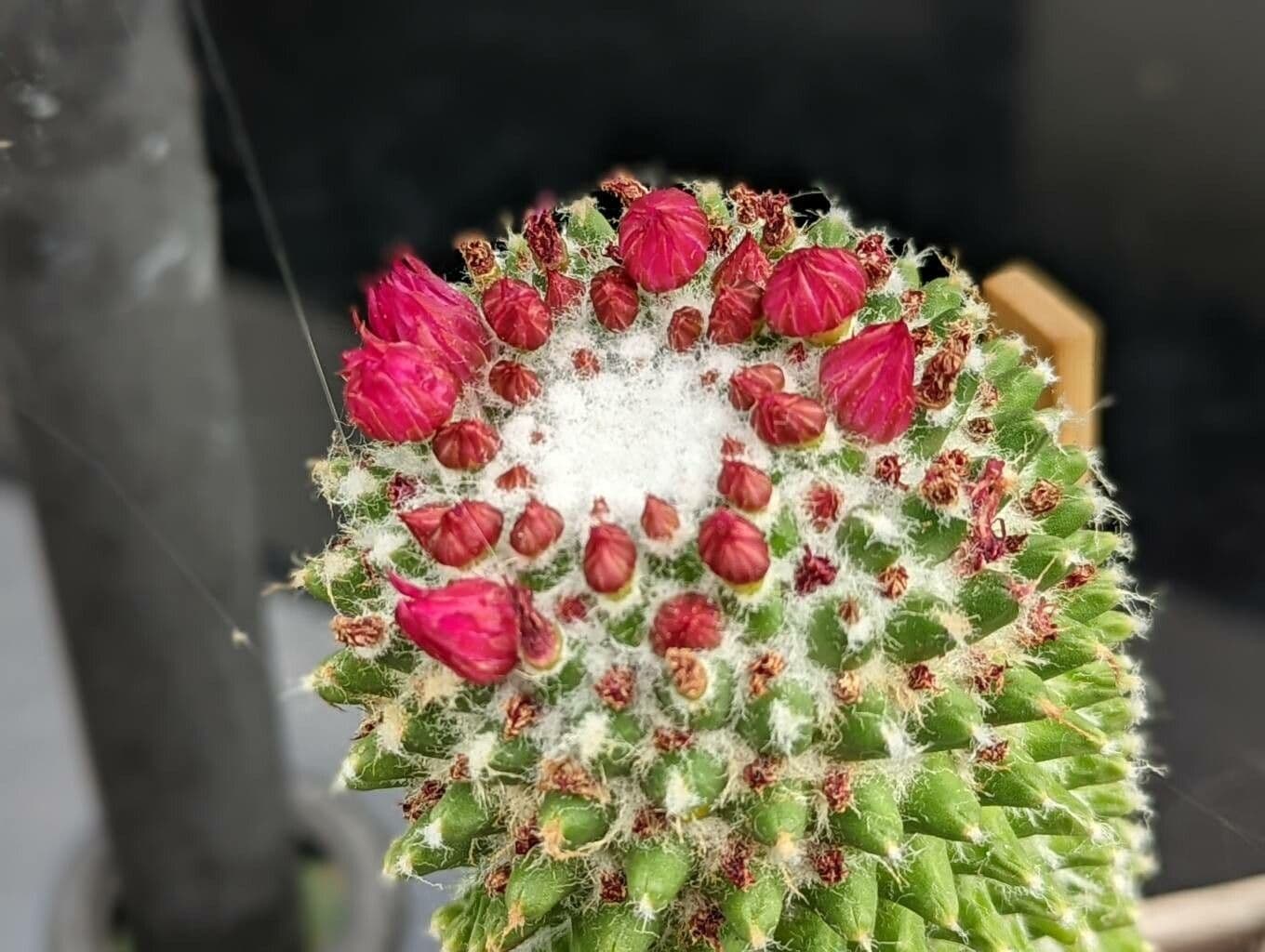 Mammillaria 3