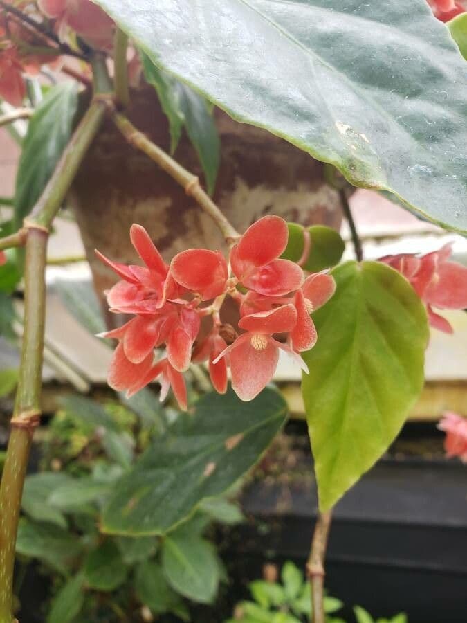 Begonia