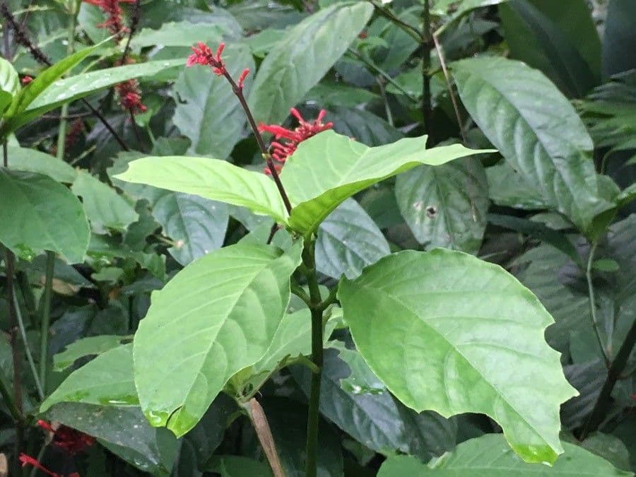 Odontonema 27