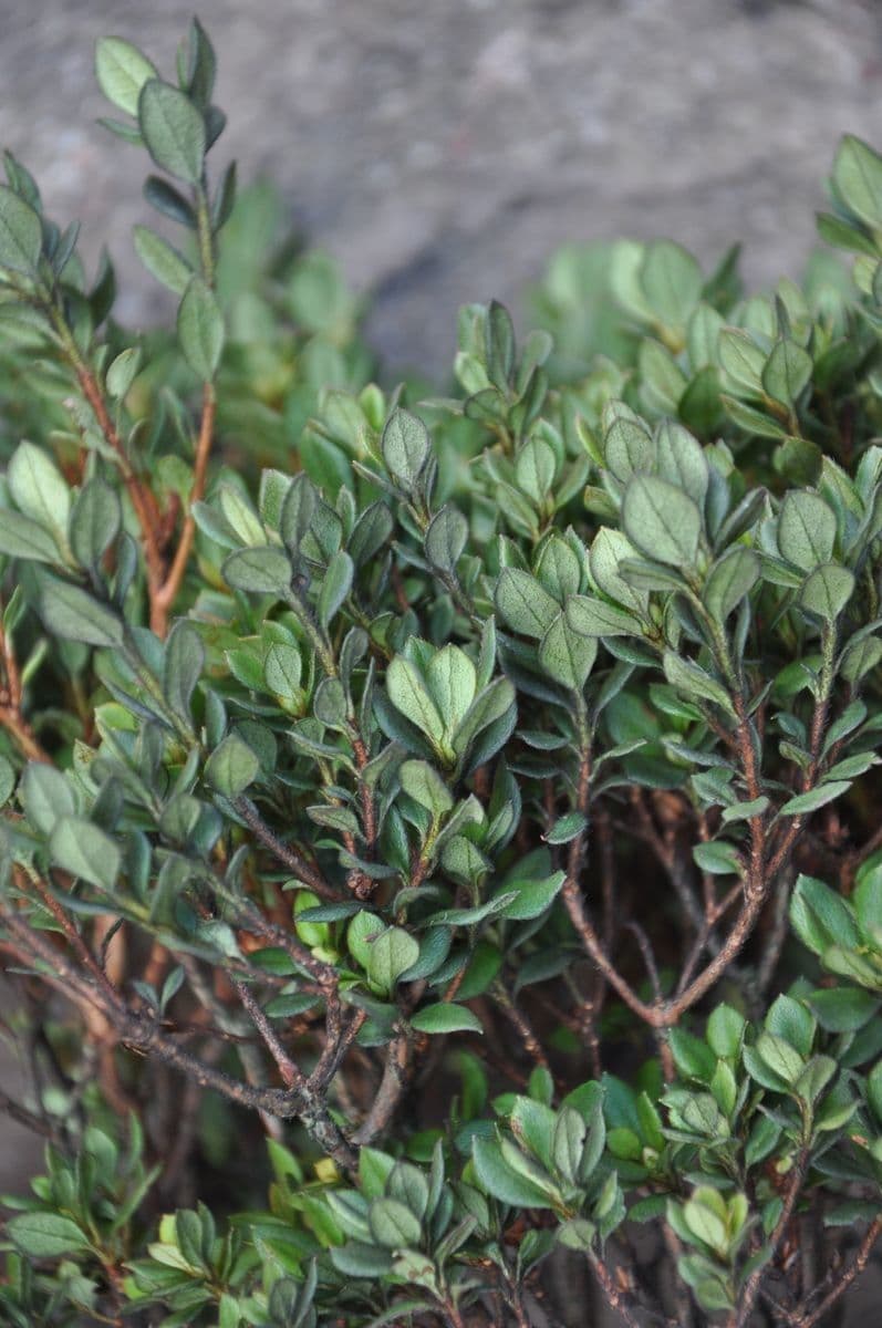 Rododendro di Nuttall