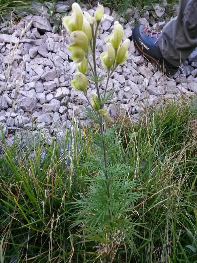 Aconito anthora 21