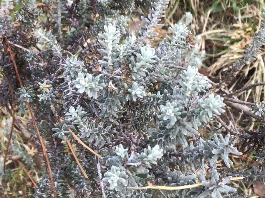 Ozothamnus 6