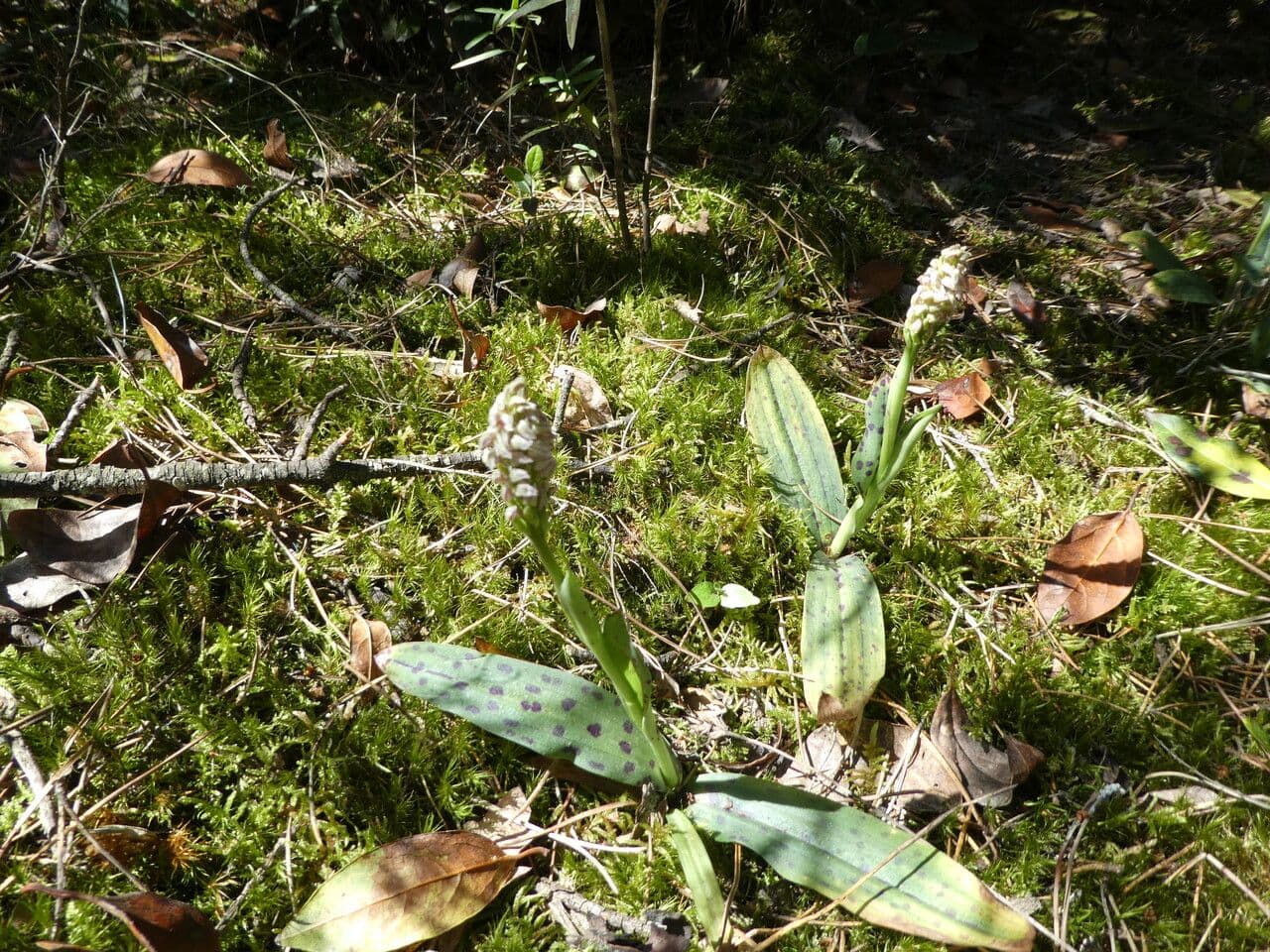 Orchidea maculata 15