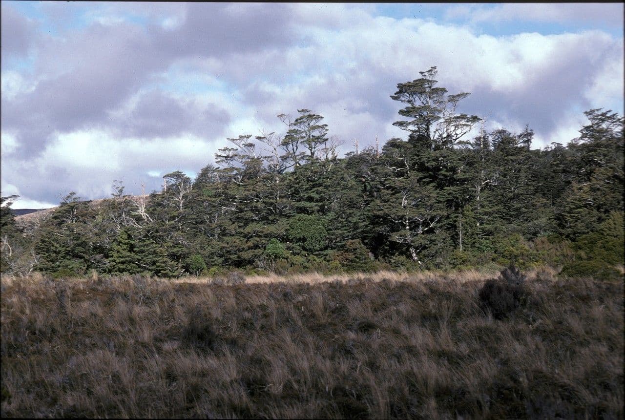 Nothofagus 5