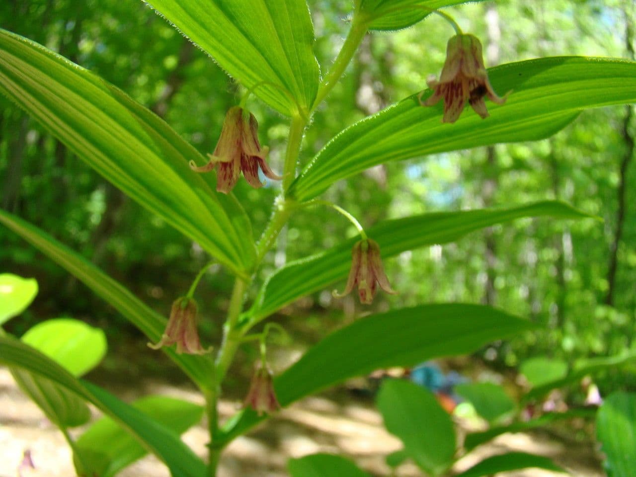 Streptopus lanceolatus 13