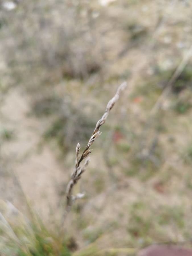 Festuca di Huon 5