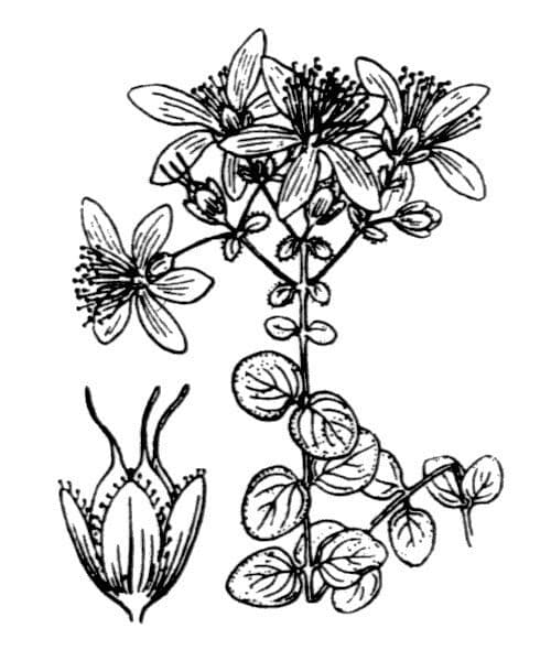 Hundskamille 25