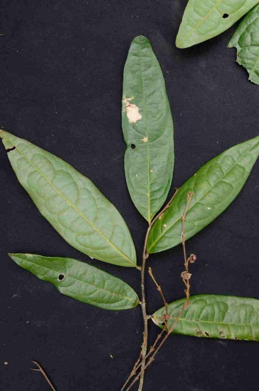 Duguetia 6