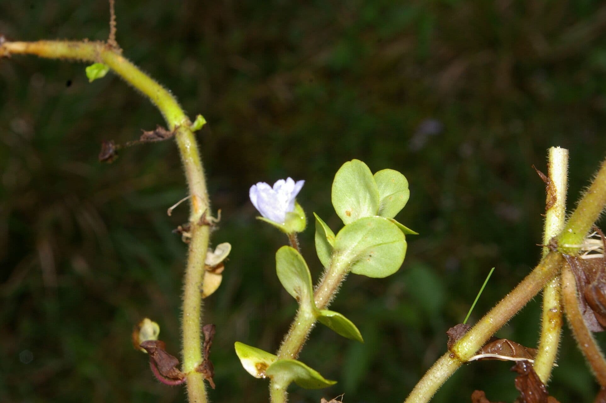 Bacopa salzmannii 10