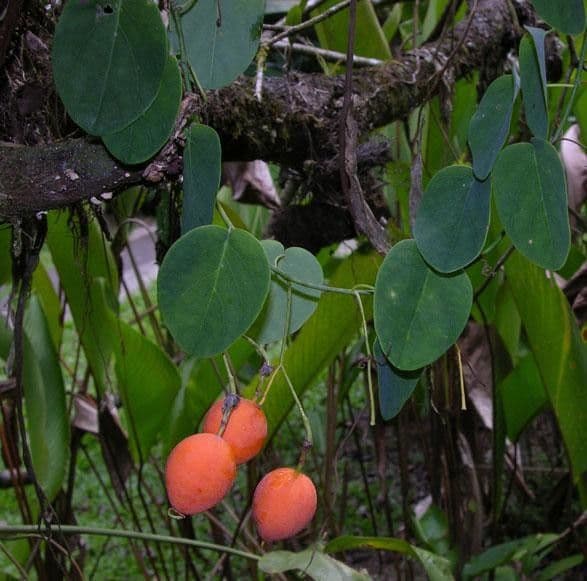 Passiflora 24