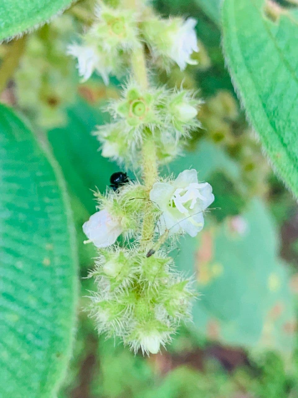 Miconia pendente 9