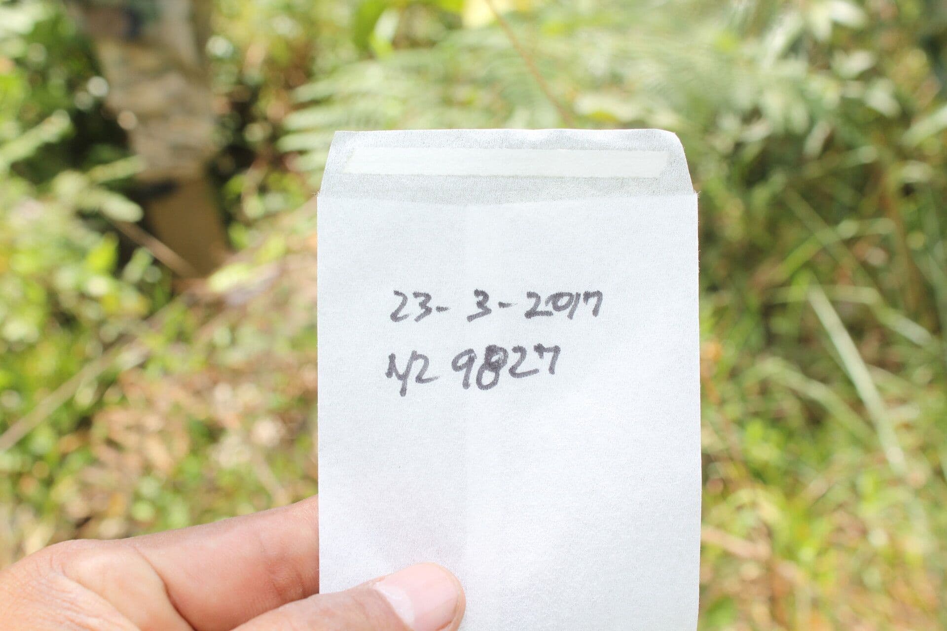 Xylopia 12
