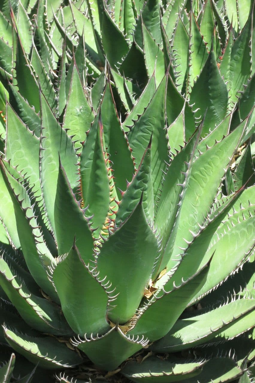 Agave di Shaw 17