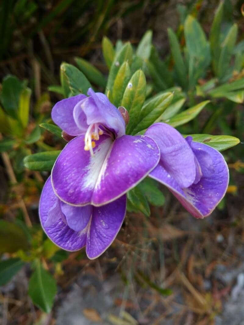 Periandra 4