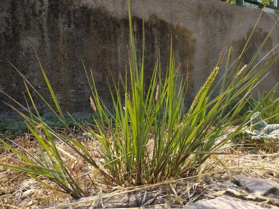 Setaria minore 22
