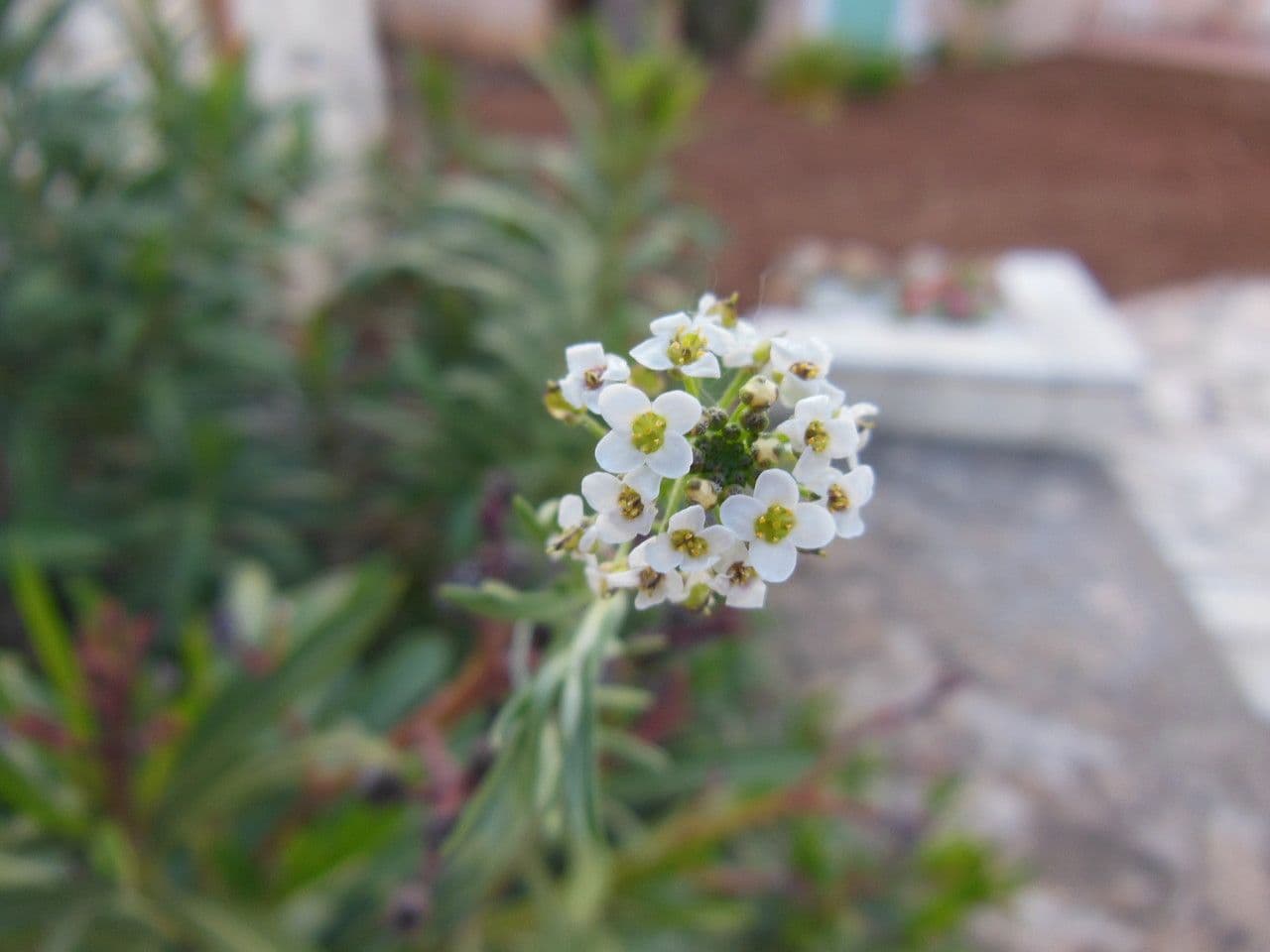 Lepidio eterofillo 7